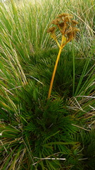 Aciphylla similis