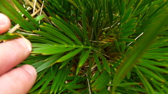 Aciphylla similis