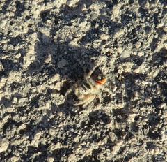 Phidippus californicus