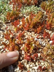 Crassula connata