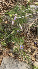 Giliastrum rigidulum