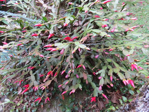 Christmas Cactus