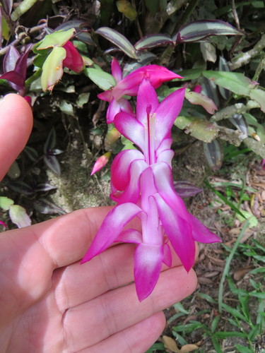 Schlumbergera truncata