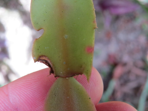 Schlumbergera truncata