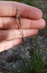 Liatris quadriflora