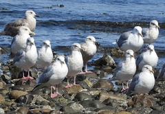 Larus glaucoides thayeri