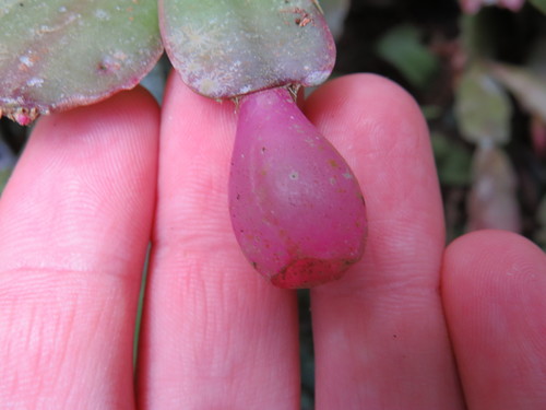 Schlumbergera truncata