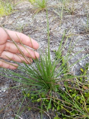 Liatris quadriflora