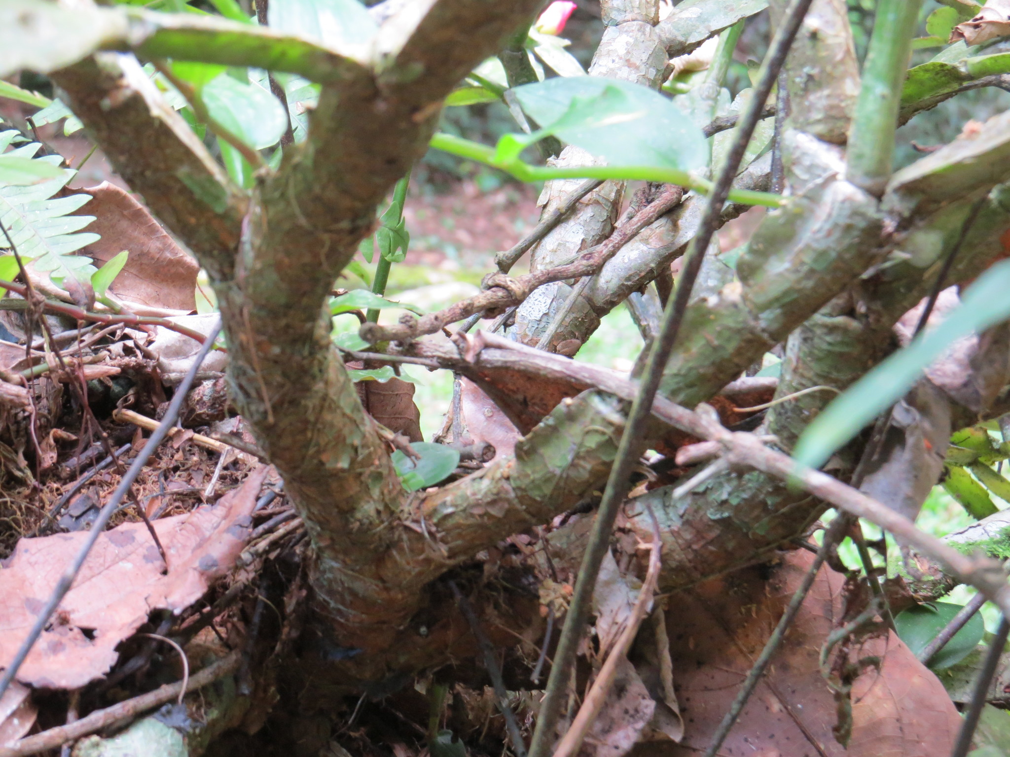 Imagem de Flor-de-maio
