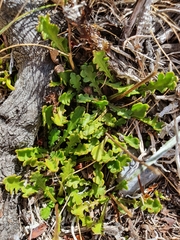 Brachyscome sinclairii