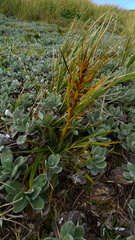Aciphylla crenulata