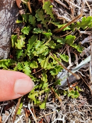 Brachyscome sinclairii