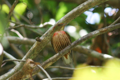 Machaeropterus striolatus