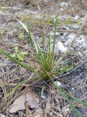 Liatris quadriflora