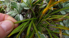 Aciphylla crenulata