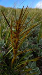 Aciphylla crenulata