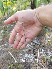 Liatris quadriflora