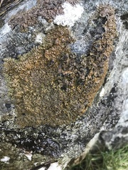 Xanthoparmelia pulla