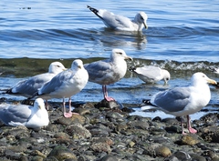 Larus glaucoides thayeri