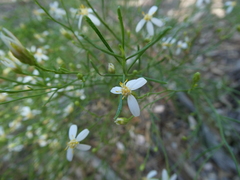 Olearia decurrens