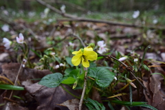 Viola rotundifolia
