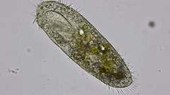 Cyrtohymena