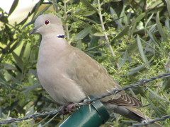 Streptopelia decaocto