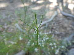 Olearia decurrens