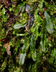Hymenophyllum armstrongii
