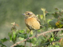 Saxicola rubicola