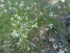 Olearia decurrens