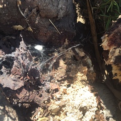 Latrodectus