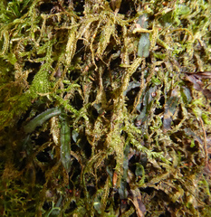 Hymenophyllum armstrongii