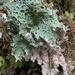 Lettuce Lichen - Photo (c) hotdogfever, some rights reserved (CC BY-NC)