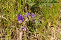 Viola eugeniae