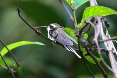 Phaethornis anthophilus