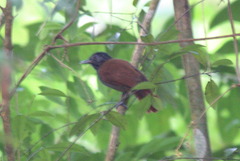 Thamnophilus nigriceps