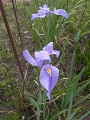 Irideae
