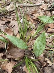 Erythronium rostratum