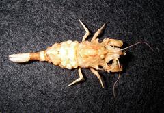Rhynocrangon alata