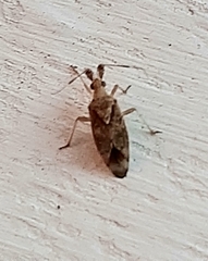 Neurocolpus mexicanus