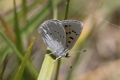 Tharsalea rubidus ferrisi