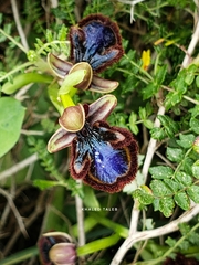 Ophrys speculum speculum
