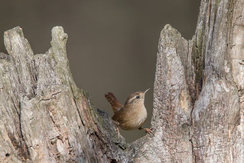 Chochín paleártico (Troglodytes troglodytes)