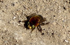 Anthophora crotchii
