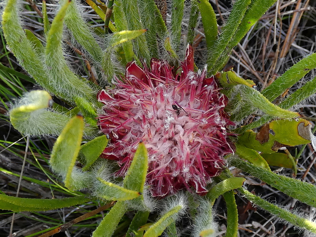 Protea sect. Subacaules