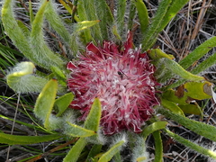 Protea denticulata