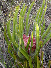 Protea denticulata