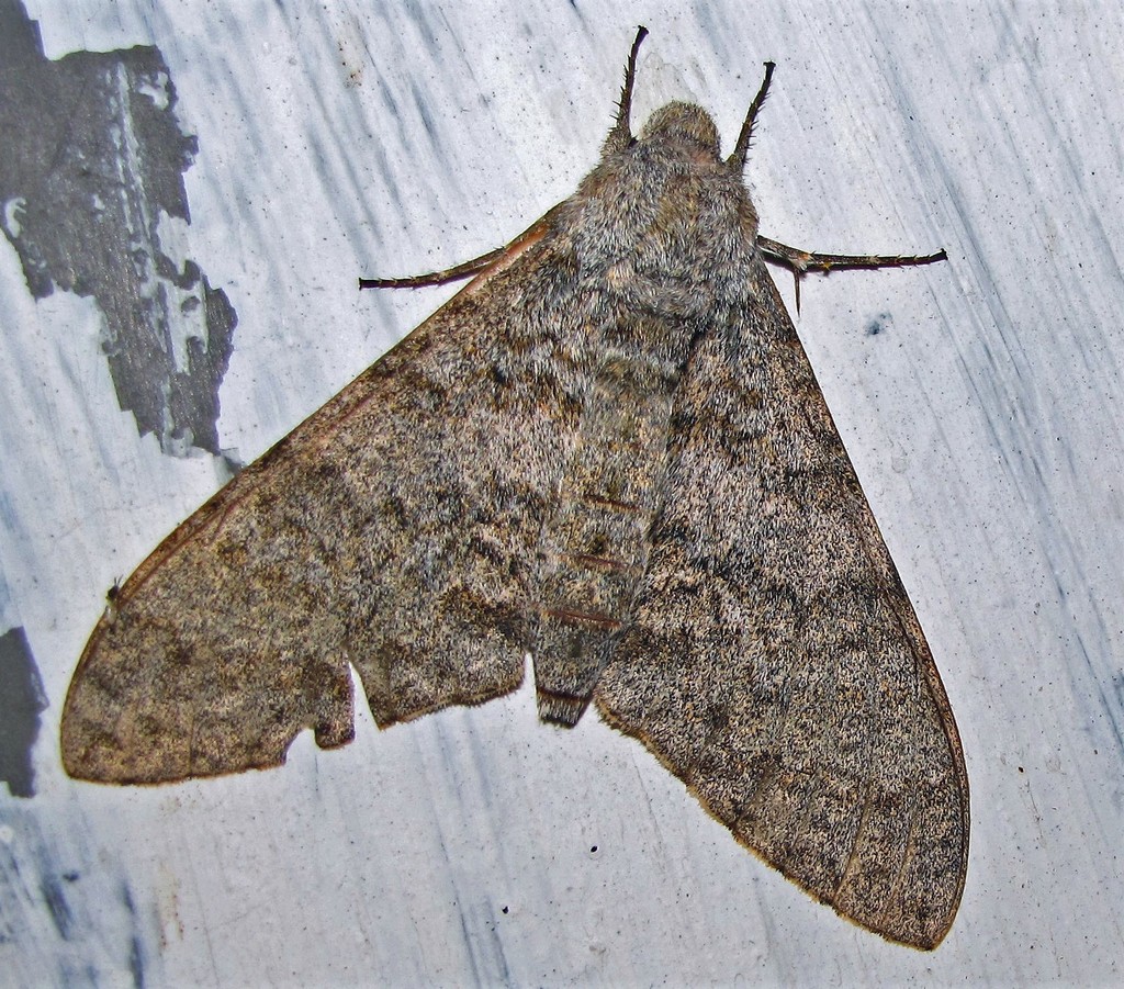 Manduca bergi