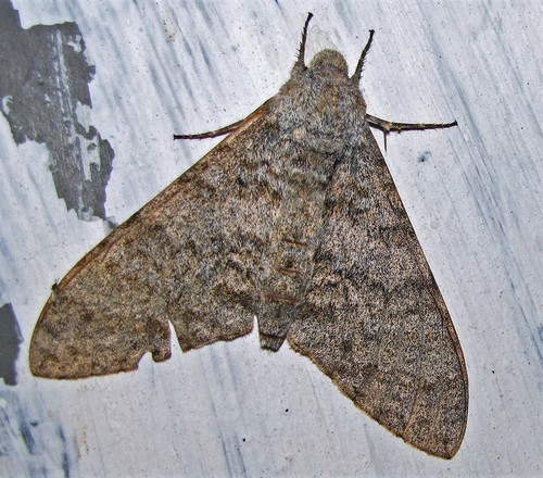 Manduca bergi